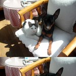 ★사진有有!!★우리집에 귀여운 악당들