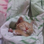 사진有!!!!동영상有!!!★★우리집 복<b>순이</b>를 소개합니다~~★★