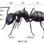 ★★★★★<b>개미</b>의 새로운발견★★★★★