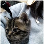 ☆★우리들이 길에서 데려온 새끼길고양이 '시월'이 ★☆