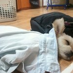 <사진有>★★★드디어 태어난 <b>꼬물</b>이들★★★