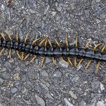 ★★★★사진有) 우와 내친구 지네때문에ㅋㅋㅋㅋ★★★★