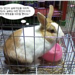 * 토끼 잡스 *