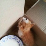 ♡♥♡♥(고양이판) 쓰레기더미에서 주워온 우리집 재간둥이 코코를...