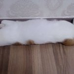 [사진有] 우리집 고양이 '공주'가 잘때의 <b>포즈</b>ㅋㅋㅋㅋㅋㅋㅋ