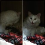 [사진 투척] 출산이야기-길고양이였던 우리 하트, 엄마됐어요