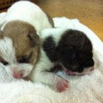 눈도 못뜬 강아지들을 데려왔습니다~ ((사진有))