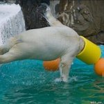 2탄, 만나면 그냥 죽는 위험한 <b>동물</b> 베스트. 6