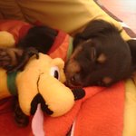 ★☆★사진多多多多 우리집 막내를 소개 합니당 ~