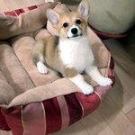 (사진有!!) 사람 같은 우리집 토끼를 소개합니다!ㅋㅋ