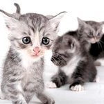 ▒▒▒▒▒▒[고양이판] 다 큰고양이도 이뻐죽겠음!!ㅎ▒▒▒▒▒▒