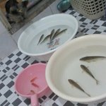 ★☆★☆(사진有)골목에서 붕어 8마리를 주웠어요!!★☆★☆