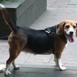 ■가족 반려견 의문의 죽음과 <b>도둑</b>