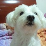 ★ 우리집 아공주님을 소개합니다 (사진有)