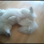 화이트시베리안허스키 우리 <b>앵두</b>를 찾습니다