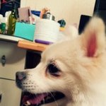 (서울)까치산에서 데려온 강아지 주인을 찾고싶어요.(수정)