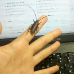 *** 바퀴벌레의 습격 ***