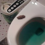 사진有))★★★나도휴지똥시도해봤음^ㅋ^★★★(제목수정)