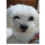 경기도 양주시 덕계동 <b>명성</b>아파트에서 잃어버린 강아지 해피를 찾습니다...