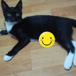 ★☆★우리집의 행위예술가 <b>네로</b>를 소개합니다★☆★(사진有,多)