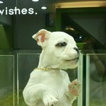 잉글리쉬<b>불독</b> 분양합니당,사진 有