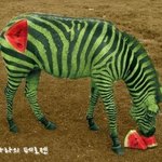 ★★★<b>동물</b>합성사진1탄(약간<b>혐오</b>)★★★