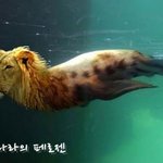 ★★★<b>동물</b>합성사진2탄(약간<b>혐오</b>)★★★