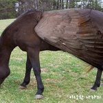 ★★★동물<b>합성</b>사진4탄(약간혐오)★★★
