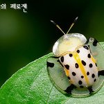 ★★★신기한 <b>동물</b>,곤충3탄(약간<b>혐오</b>)★★★