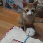 저희 집 고양이 자랑이요!