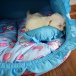 (사진有) 사랑하는 우리 마루~♥