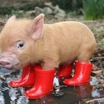 (사진有) 각종아기<b>동물</b>들♡