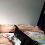 (사진有,스압) 개보다 더 귀찮게하는 우리집 고양이를 소개합니다...