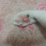 (사진有)길냥이중 a+++외모를 가진 제 냥이를 소개합니다~