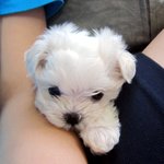 ★★★개판★★★엄마부터 내주변인까지 모두 빠져버린 꼬꼬홀릭♥ㅁ♥