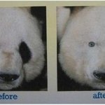 <b>팬더</b>의비밀이닼ㅋㅋㅋㅋㅋㅋㅋㅋㅋㅋㅋㅋㅋㅋㅋㅋㅋㅋㅋㅋ