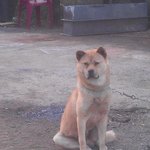 ★★★(사진有) 혼자보기 아까운 <b>개</b>요염 자세 <b>포즈</b>★★★