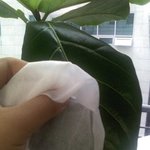 곰팡이 펴서 죽었다고 하는 <b>화분</b>ㅋㅋ 물티슈로 잎닦아 가면서 살림