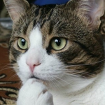 <b>레몬</b>디톡스다이어트 시작 #2 <b>레몬</b>디톡스다이어트에 대한 고찰