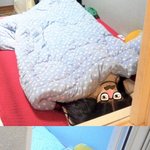 [사진有](수정) 집에 싸이코가 들어왔어요