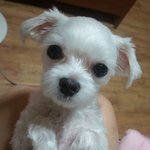 ●○●사진有○●이런 강아지 본적 있음?