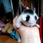 ★스압★ 고양이 모시고 사는 불쌍한 여자ㅋㅋ