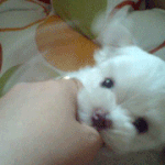 사진有) 개♥판 개구장이엄마와춘삼이~~