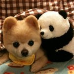스압)) ✿ ✿ <b>슌스케</b>, 세상에서 가장 귀여운 강아지 ✿ ✿  강아지...