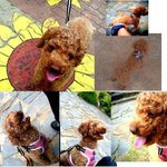 충북 <b>청주</b> <b>청주</b>대학근처 갈색 푸들을 찾습니다.ㅜ