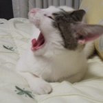 ★★★(펌)<b>하품</b>촉진사진☆★★