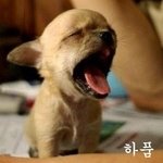 하품 &amp; 재채기를 <b>유발</b>하는 귀여운 동물