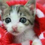 (스압)★고양이판★ 하늘에서 떨어진 우리 별이를 소개해요♡