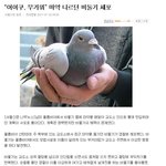 비둘기의 <b>패기</b>
