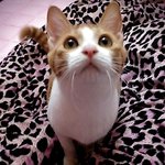 ★스압★ 고양이 모시고 사는 불쌍한 여자ㅋㅋ2탄